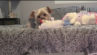 Rylie loves Lamb Chop 💖 #goodmorning #yorkies #cute #Rylie