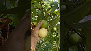 Harvesting guava #youtubeshorts #shorts #terracegarden  #viral #short