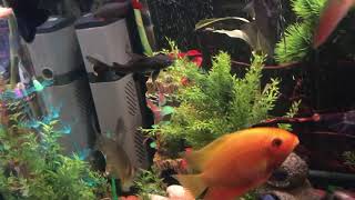 Feeding cucumber to my tropical fish