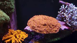 Marine reef tank corals fish