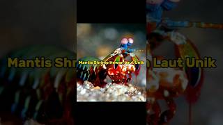 MANTIS SHRIMPS | HEWAN LAUT UNIK YANG MEMILIKI MATA LANGKA DI DUNIA ❗😱 #shorts #shrimps #faktahewan