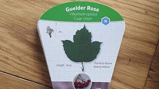 LEAF Tree Facts - Guelder Rose