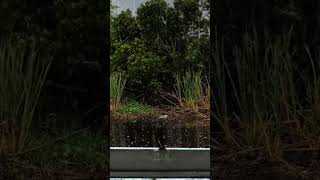 Natural Rain on Glass - relaxing weather - relaxing rain - Rain sounds for sleep