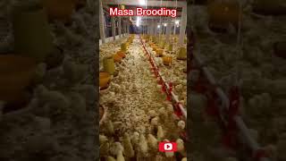 DOC Ayam Broiler Kualitas Super