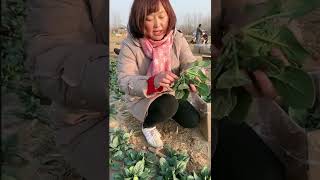 Watch me a satisfaying videos of agriculture growing fruit, vegetable, carrot, corn, onion etc 72