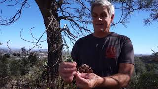 The Rarest Pine - The Torrey Pine