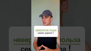 польза семян укропа