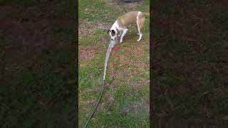 My less than a year old male dog named Buddy playing with the hose in cold weather