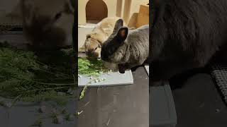 Maja Toni 16.06.24  #kaninchen #rabbit #bunny #animals #tiere