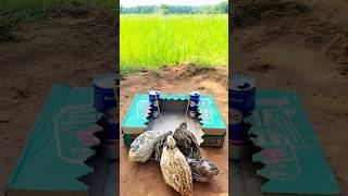 Easy Create Bird Trap - Quail Trap #shorts