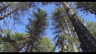 Cyprus Troodos Mountains K