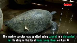 Large endangered marine turtle released in southern Vietnam