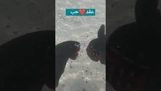 عثرت على عقد حب ❤️ من الفضه وانا ابحث في البحر باستخدام جهاز كشف المعادن MINELAB MANTICORE 😄