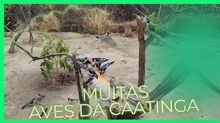 Nosso comedouro "enfeitado" de aves