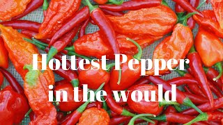 Hottest peppers in the World