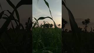 बाजरी की खेती #farmarvlog #sh #trending #kisanvlog #shortvideo #khetivlog #viralshort #villagelife