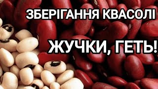 Квасоля без жучків. Як зберегти квасолю від псування шкідниками? #квасоля