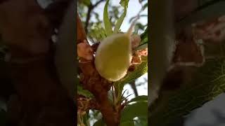 Apricot Tree Started Bearing Fruit | Home Plants