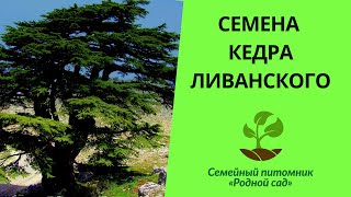 Семена кедра ливанского для выращивания саженцев в Украине. Вырастить сеянец из орешка