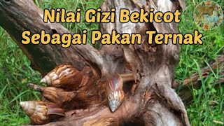 Nilai Gizi Bekicot Sebagai Pakan Ternak || Sumber Protein Tinggi