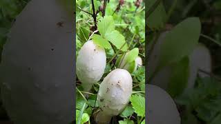 Schopf-Tintlinge - super Speisepilz am Wegesrand! Pilze sammeln im Oktober 2024 #pilze #fungi #wald