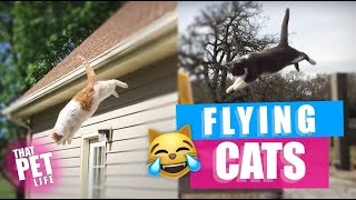 Invasion of the Flying Cats 🛸 😼 | Funny Cat Compilation