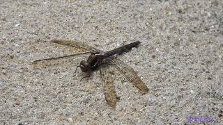 dragonfly.240801401p03zp-orthetrum triangulare 鼎脈灰蜻 (鼎異色灰蜻)-A001C01