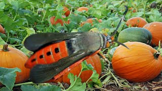 Get Rid Of Squash Vine Borers For Good! | nature love