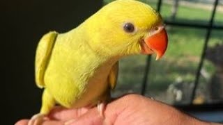 Parrot So Happy Nar Made || Tam Bird || Yellow Talking Parrot || Tam Love Bird