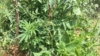 Gardening with Hemp: In the Polyculture Garden with Doug Fine