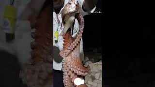 POLVO E CIOBA PEGOS NO ESPIGÃO #pescadores #pescador #fortalezaceara #pescaria #short