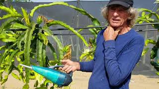 Commercial dragonfruit pollination