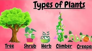 पेड़ पौधों के नाम हिन्दीं और अंग्रेजी में l Name of Plants and trees l Trees name Hindi & English