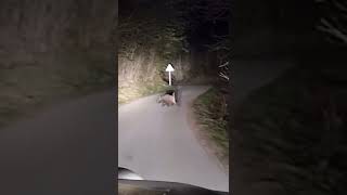 Wild boar - Cinghiale- Hunting in Croatia