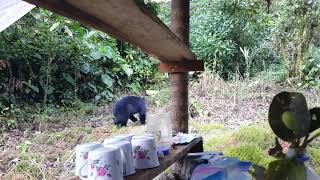 Spectacled Bear coming for dinner