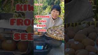 growing kiwi from seed #shorts - trồng kiwi từ hạt ở Mỹ