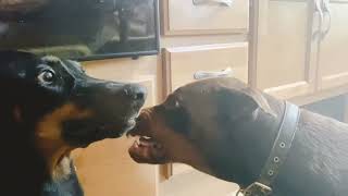 Doberman argue over pack rank explained