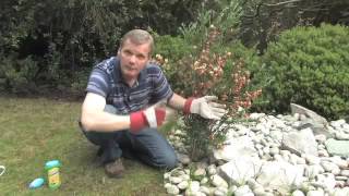 Using Roundup Gel to Get Rid of Dandelions | Videos | Roundup Weedkiller