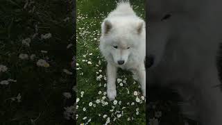 Луна не хочет идти в уборщицы! Смешное видео про собаку! #samoyed #приколы #смешноевидео