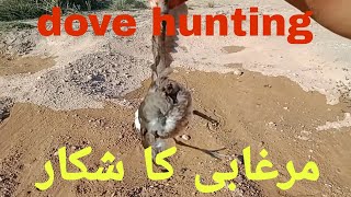 Hunting birds! with Gamo air gun shadow 1000! amazing hunting and fishing