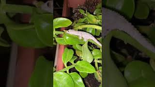 Lagartija 🦎 nuestra pequeña visitante nocturna ♥️