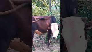 Beautiful animals | Cow | قربانی کے جانور #nature