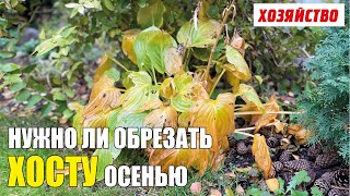 Нужно ли обрезать хосты осенью