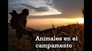 ACAMPANDO en MONTAÑA 🐻ACECHADOS por ANIMALES🐍 Telimbela / Motovlog