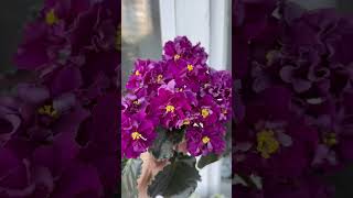 НД-Бархатный Пион #фіалка #africanviolets #violet #фиалкацветёт #senpolia