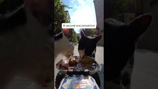 Feeding Stray Cats with a Hidden Camera #cats #cuteanimals #straycats #feeding #hiddencamera #funny