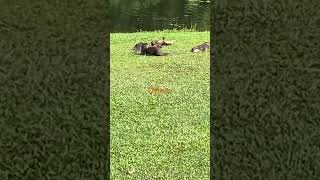 Otters at Botanic Gardens, Singapore