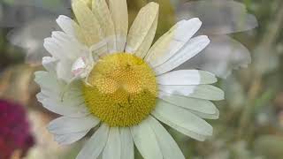 Pollinators and Predators in our Nipigon Garden