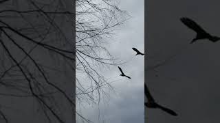 Geese in flight - Slo Mo