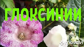 ГЛОКСИНИИ 🌺🌺🌺